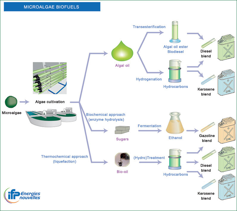 VA-Schema-Biocarburants-issus-de-Microalgues-100419-c-IFPEN