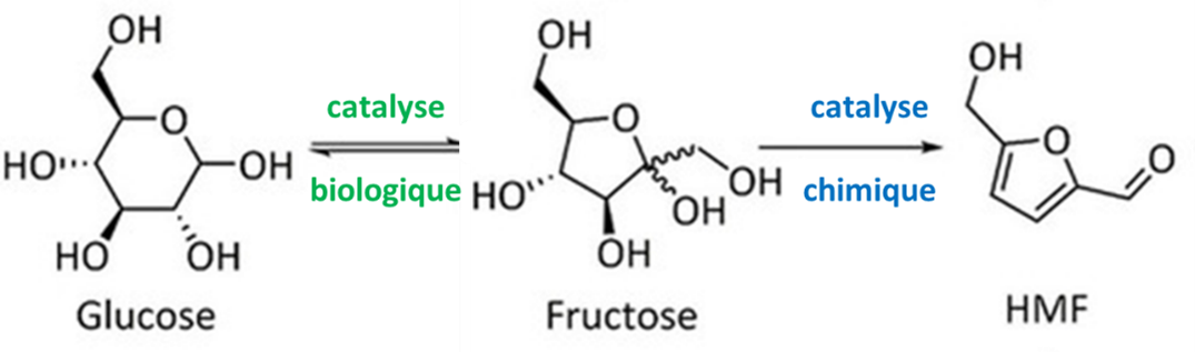The conversion of glucose into HMF