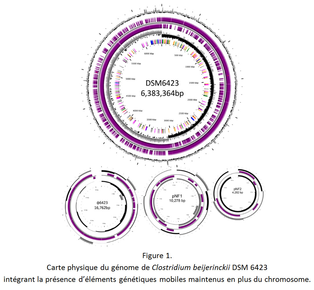 Figure-1-Carte-physique-du-genome-DSM6423