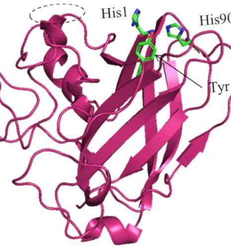 enzymes- bioethanol production