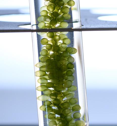 IFPEN puts its supports behind the start-up FunCell for the development of bio-based additives for the paper industry