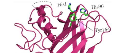 Boosting cellulase activity to reduce the cost of bioethanol