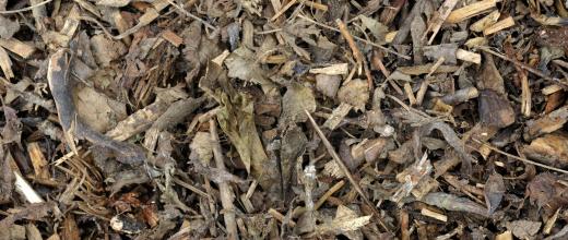 leaves and twigs