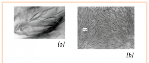 Semi-crystalline polymers: clays that are ignored?