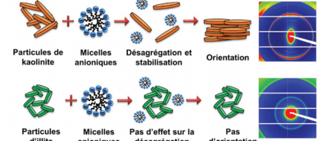 Interactions between clay minerals and anionic surfactants