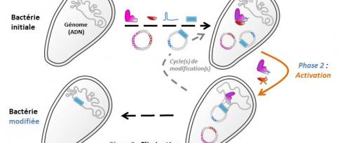 Hydrolysis of lignocellulosic biomass: study of enzyme-substrate interactions (HDR 2015)