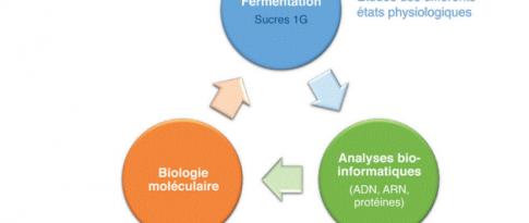 Optimization of a microorganism of interest for the bioproduction of isopropanol and n-butanol