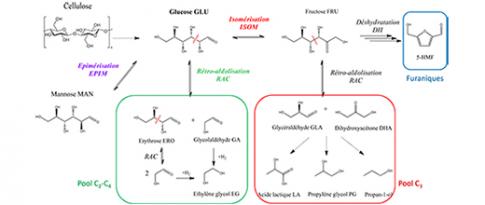 Experimentation and modelling combined to study the catalytic conversion of biomass-derived sugars