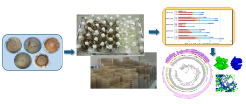 Biochemical conversion of biomass 