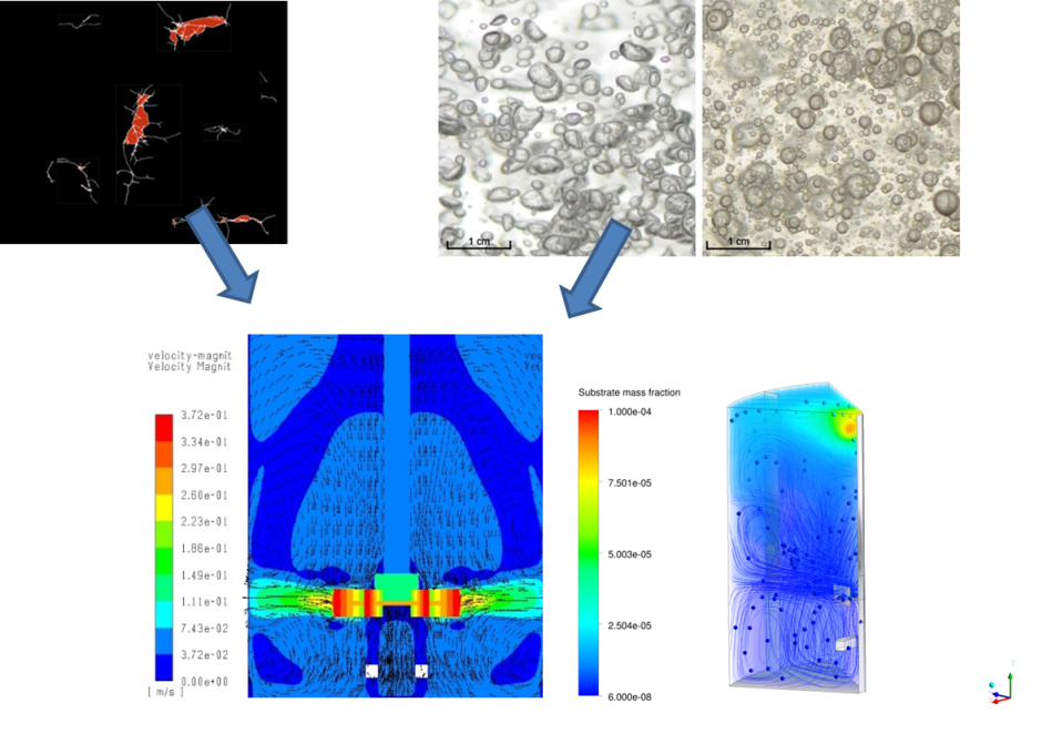 Modélisation CFD d’un fermenteur : implémentation d’un modèle de transfert et rhéologique.